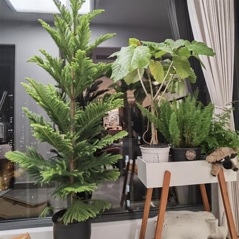 圣诞树盆栽南洋杉圆柏龙柏树大型室内客厅庭院松柏真植物节日绿植