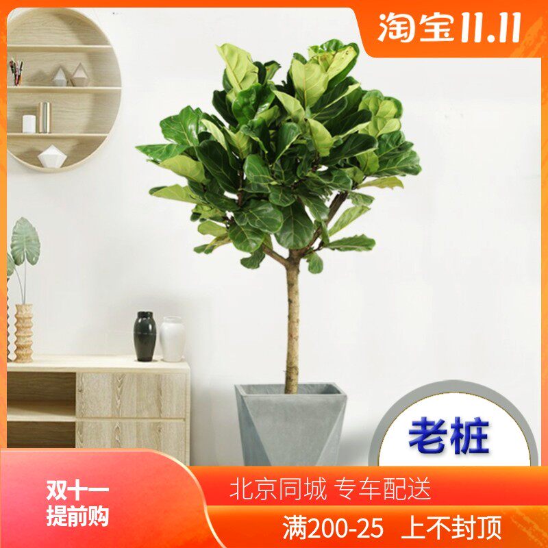 琴叶榕盆栽植物四季常绿北欧网红热卖办公室客厅卧室绿植花喜阳