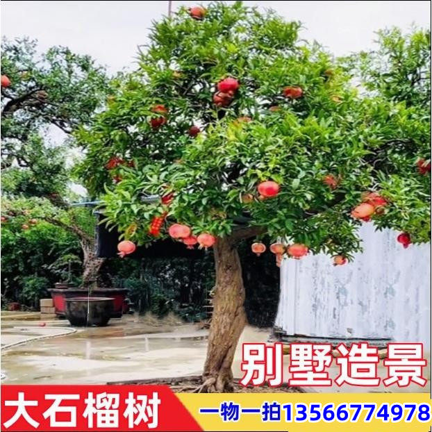 特大石榴树树苗带土庭院造型石榴盆景地栽当年结突尼斯软籽石榴树