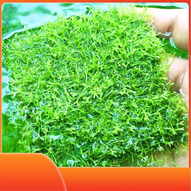 迷你鹿角苔水草垂泪松茸