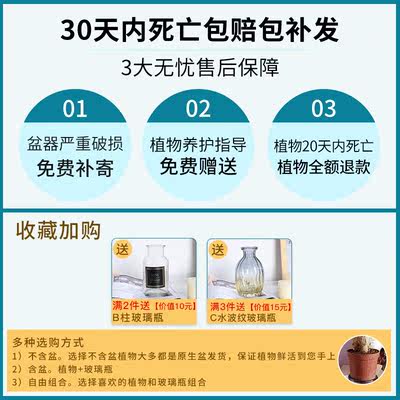 水培植物室内花卉盆栽四季水养水生绿萝富贵竹吊兰红掌发财树绿植