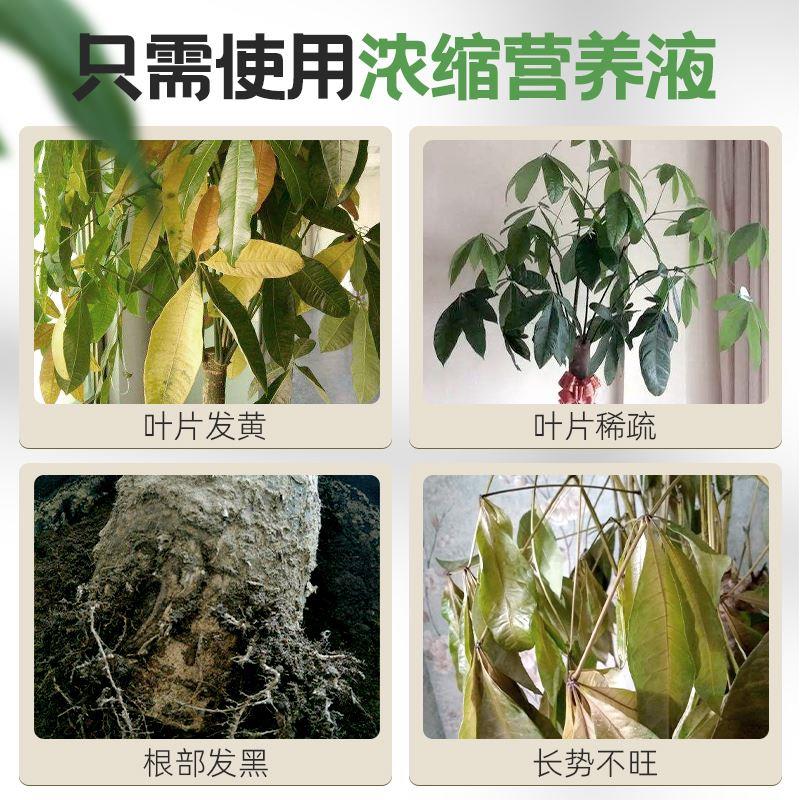 发财树营养液室内专用植物通用型水培绿萝肥料多肉金钱树花草盆栽