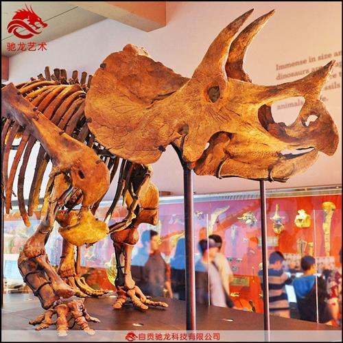 仿真三角龙骨架大型恐龙玻璃钢骨架化石树脂仿真骨骼标本定做