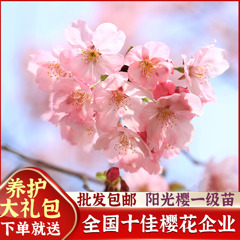 【泰山樱花馆】阳光樱花树苗纯正日本早樱庭院盆景阳台景观绿化苗