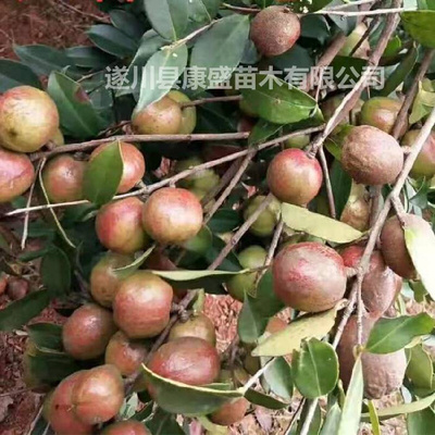 嫁接油茶苗茶油苗高产嫁接油茶树苗白花茶油树出油率高江西长林系