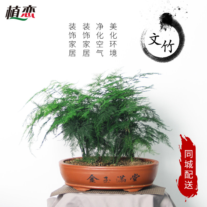 极速文竹b盆景盆栽 文竹绿色植物爬藤植物加湿客厅办公桌杭州宁波