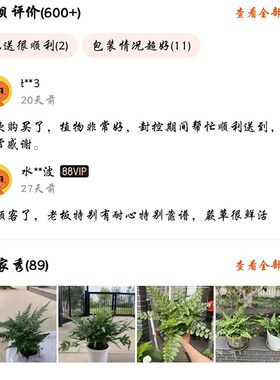 极速棉花糖蕨蕾丝蕨密叶波斯w顿蕨绿植铁线蕨盆栽净化空气室内蕨