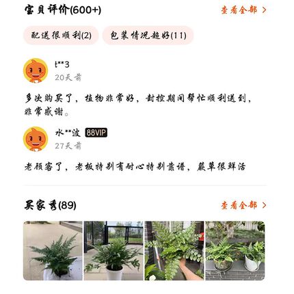 极速棉花糖蕨蕾丝蕨密叶波斯w顿蕨绿植铁线蕨盆栽净化空气室内蕨