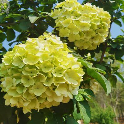 极速中华木绣球大花斗球扦插小苗B绿色白色木本花卉趣味阳台楼顶,鲜花速递/花卉仿真/绿植园艺,绣球/木绣球/木本植物,淘宝优惠券,粉丝福利购,淘宝优惠卷