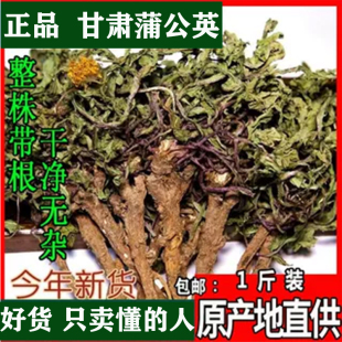 甘肃蒲公英根茶野生500g天然高原蒲公英整颗正品婆婆丁中药材大根