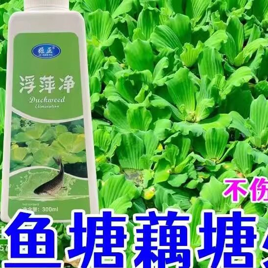 浮萍净除浮萍浮萍除剂清理鱼塘养殖浮萍不伤鱼藕灭浮萍