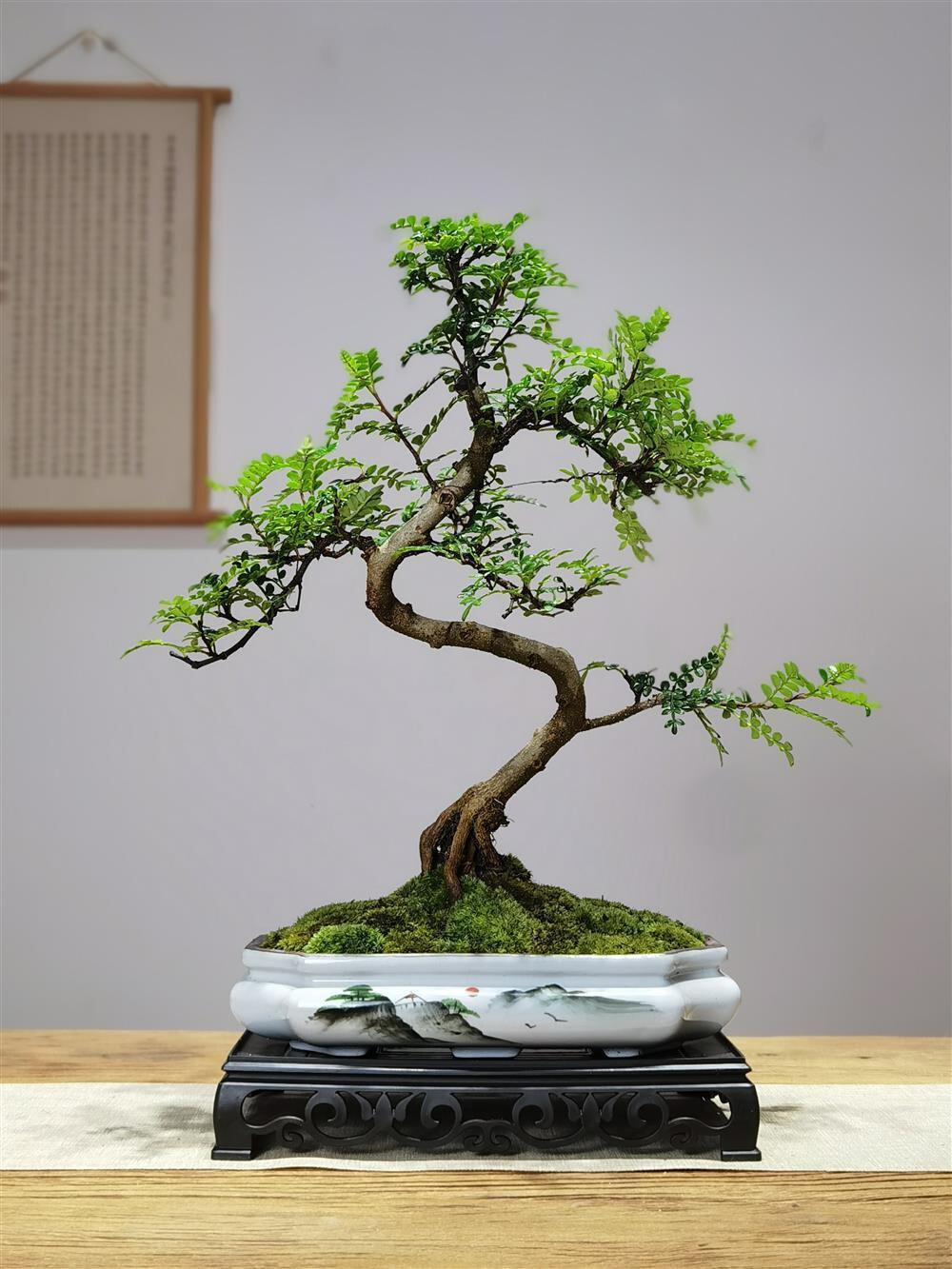 造型胡椒木盆景清香木老桩中式室内庭院茶室四季常青绿植真树盆栽