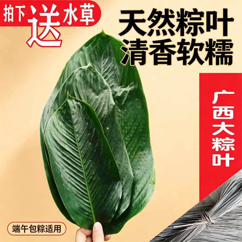 广西大粽叶大肉粽叶正宗裹蒸柊叶冬叶野生农家端午佳节清香新鲜采摘干净美食肇庆无添加粽叶裹蒸柊叶冬叶野生农家端午佳节清香粽叶