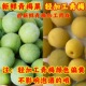 轻加工青梅鲜果泡酒专用梅子果干大果新鲜精选酸甜爽口开胃解腻休闲时作零食还能制蜜饯果脯助力家庭自制果酒日常使用​