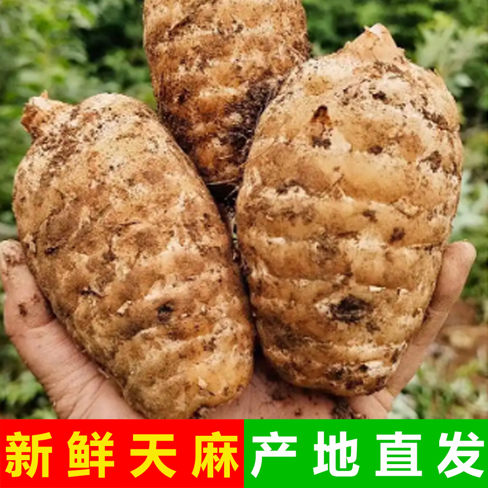 正宗云南昭通小草壩仿野生烏天麻