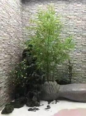 新款仿真竹子盆栽富贵竹金丝竹紫竹室内造景装饰植物小叶禅意竹