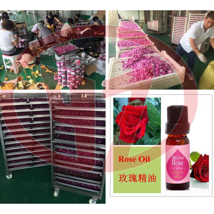 温州大马士革玫瑰花精油提取设备玫瑰花纯露提取玫瑰花精油提取