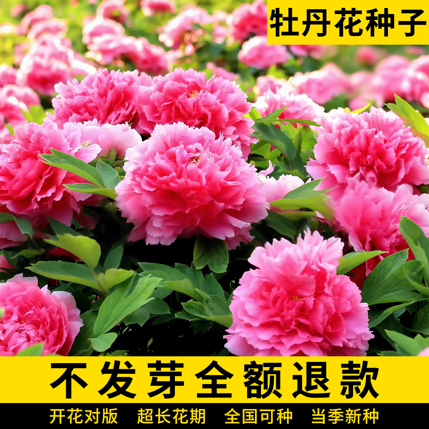 牡丹花种子庭院阳台盆栽种籽春秋开花易活多年生洛阳牡丹重瓣花苗