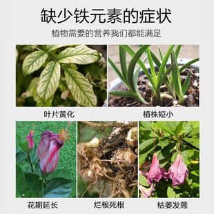 硫酸亚铁花肥料土壤改良酸性茉莉栀子杜鹃花绿萝发财树黄叶专用肥