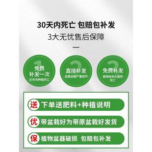 发财树摆客厅办公室大棵树独杆开业乔迁送礼老桩室内大型盆栽植物