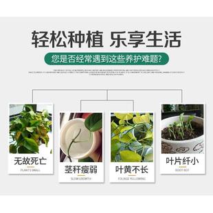 绿萝营养液肥料专用肥盆栽绿萝吊兰花肥土水培养花液体肥植物绿植