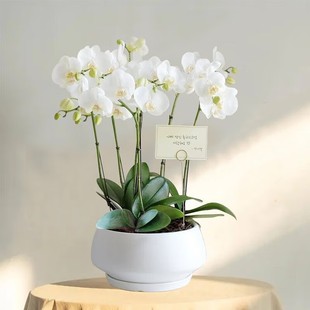 白色蝴蝶兰花卉盆栽客厅办公室室内同城速递开业乔迁 两小时达