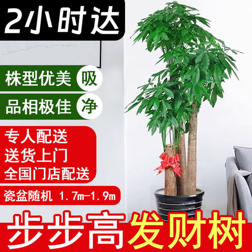 Onlyyou室内办公绿植好养发财树