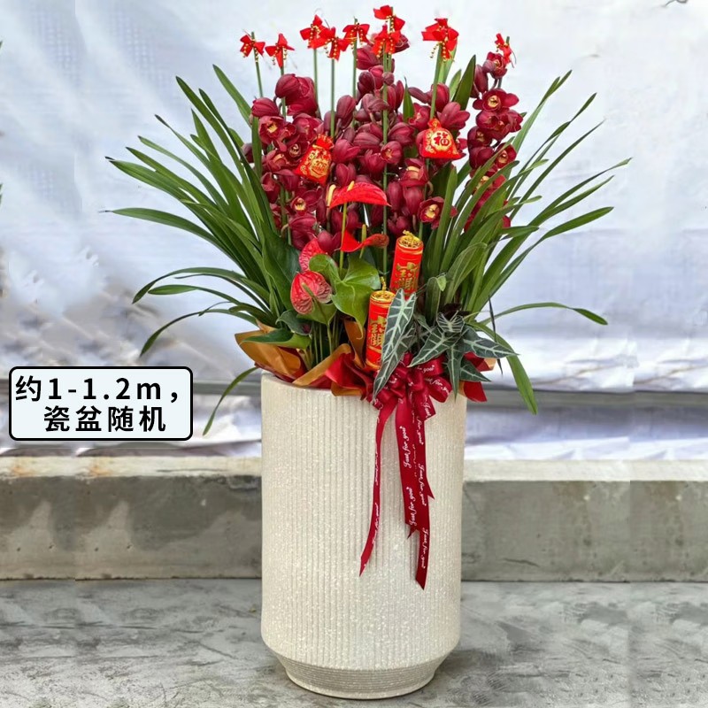 Onlyyou大花蕙兰拱兰直兰盆栽