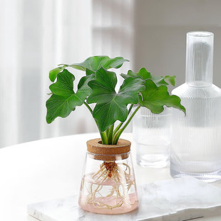 水培植物办公室桌面室内盆栽文竹绿萝水养净化开业 两小时达