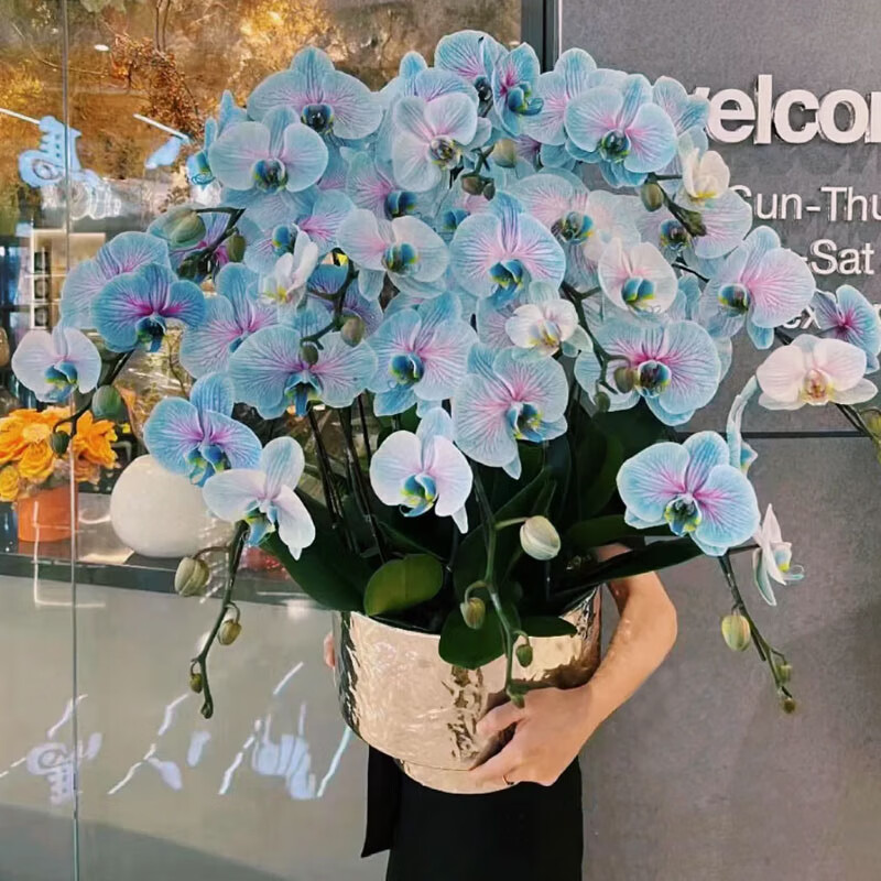 【两小时达】马卡龙鸡尾酒蝴蝶兰带花苞花剑真花兰花同城速递北京