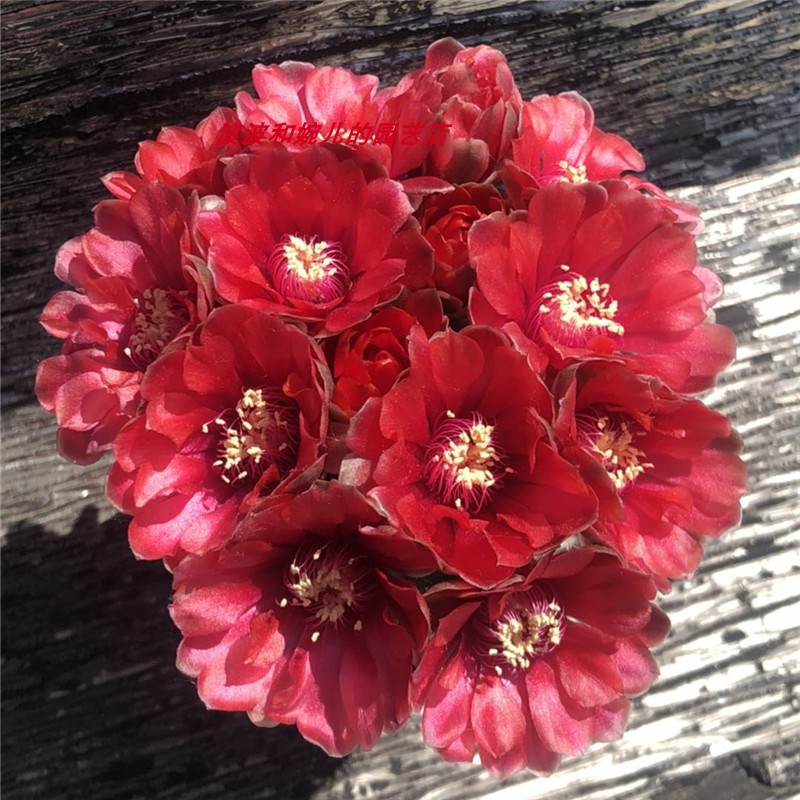 新款阳台客厅窗台多肉植物绯花玉超大实生仙人球超会开花绿植盆栽