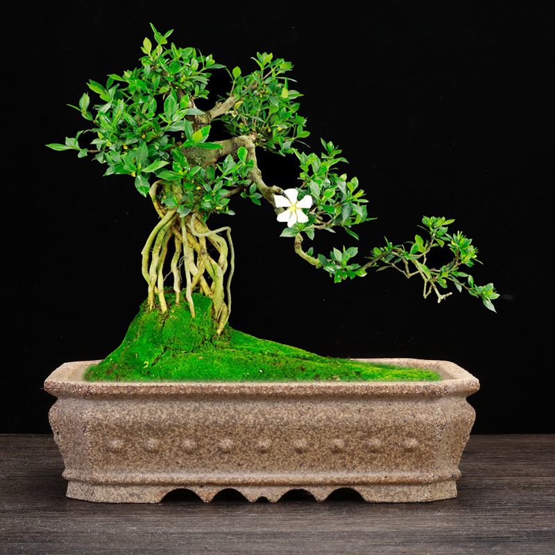 紫砂花盆四方长方形个性陶瓷高温柴烧桌面多肉盆景盆榕树文竹老桩