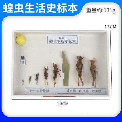 蝗虫生活史标本 J43101 初中高中生物实验 教学仪器器材标本实验
