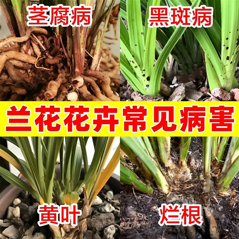 极速枯草芽孢菌杆菌兰花肥料治黄叶黑斑烂S根药焦尖药炭疽病