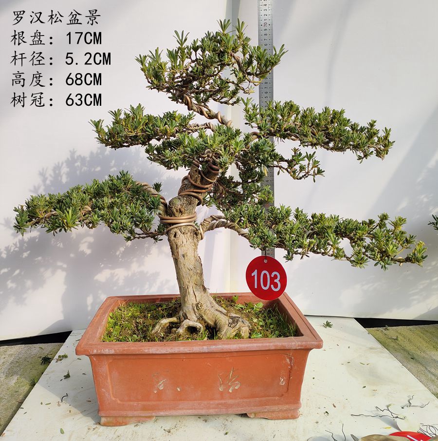 极速销米叶罗汉松盆景造型u盆景米叶老桩盆景松树盆景四季常季室