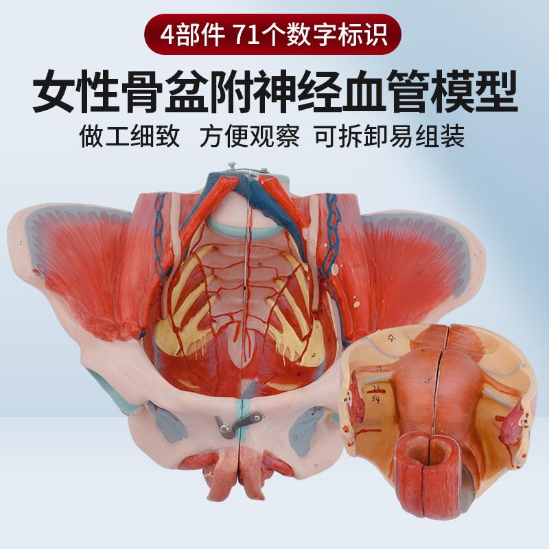 女性骨盆附盆底肌及神经血管模型 带腰椎盆骨生殖器解剖 骨盆模型
