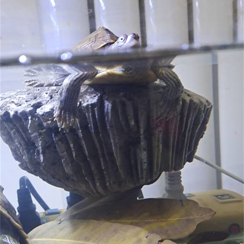 龟晒台加强磁铁款手工大号天空之C城造景装饰真石头喂食造景爬台