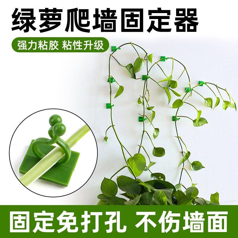 绿萝爬墙固定器绿植攀爬夹子无痕卡不伤墙挂钩卡扣强力家用免打孔