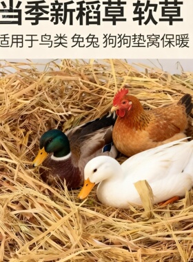 稻草干草垫料兔子过冬草狗窝鸡宠物垫窝天然干稻草秸秆禾杆草保暖
