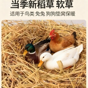 稻草干草垫料兔子过冬草狗窝鸡宠物垫窝天然干稻草秸秆禾杆草保暖