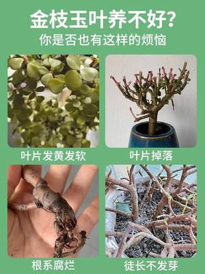 金枝玉叶专用肥营养液开花变色出锦肥料多肉怎么养植物水培通用型