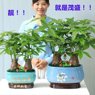 真花卉四季 发财树盆栽大绿植物客厅办公室内小盆景 常青金钱树