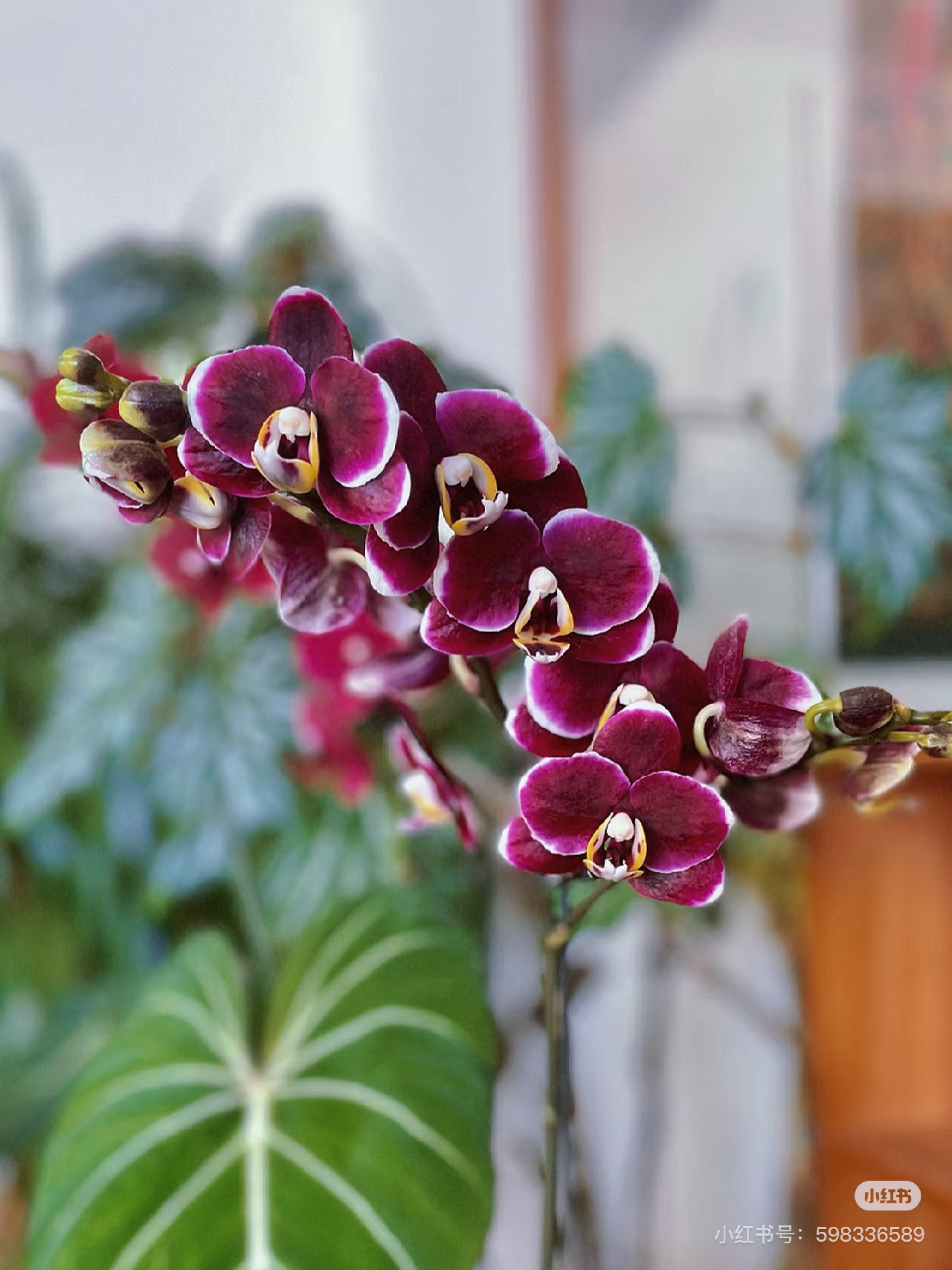 一颗不发蝴蝶兰巧克力2.8寸杯带花剑,鲜花速递/花卉仿真/绿植园艺,国兰/杂交兰/洋兰类,淘宝优惠券,粉丝福利购,淘宝优惠卷