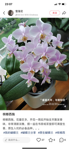 蝴蝶兰槟榔西施2.8寸杯带双花剑以上