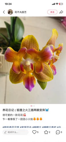 蝴蝶兰狐狸之火2.8寸杯不带花剑