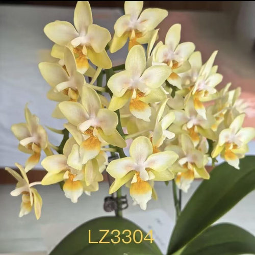 蝴蝶兰湾湾小香花3304宝宝苗1.7寸杯