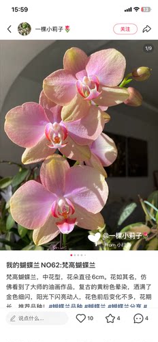 蝴蝶兰梵高2.8寸杯不带花剑