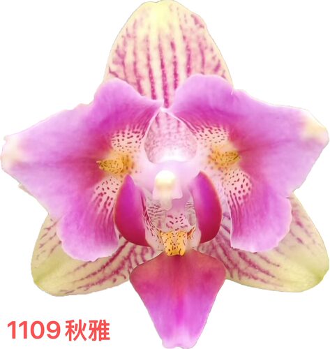 蝴蝶兰1109三唇两眼2.8寸杯不带花剑