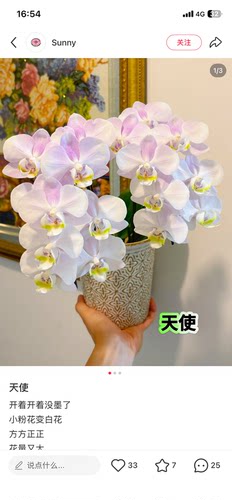 蝴蝶兰天使2.8寸杯带花剑，消苞不售后
