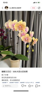 蝴蝶兰蜜桃508大舌头3.0寸加高杯不带花剑